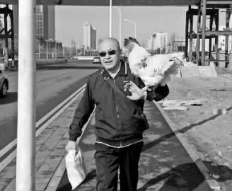 大公鸡精气神十足，被主人照顾得很好