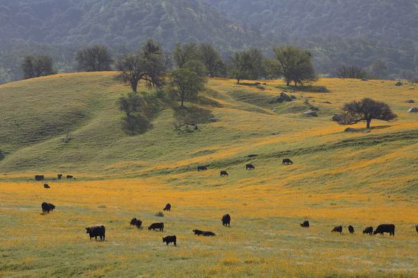 春眠不觉晓，只想去旅游？赶紧来一场环球春游吧！