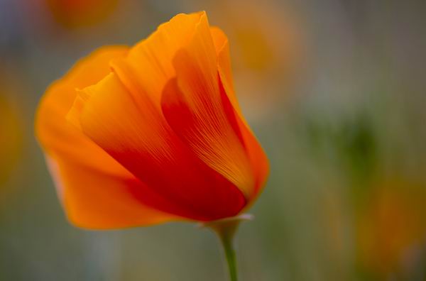 春眠不觉晓，只想去旅游？赶紧来一场环球春游吧！