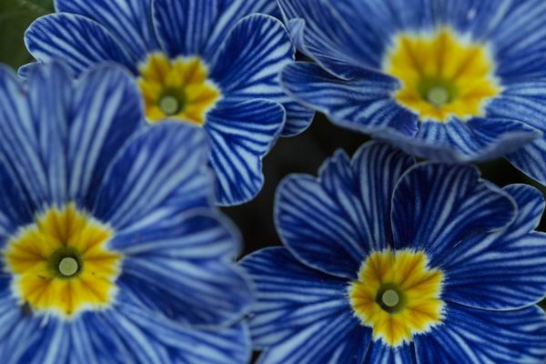 春眠不觉晓，只想去旅游？赶紧来一场环球春游吧！