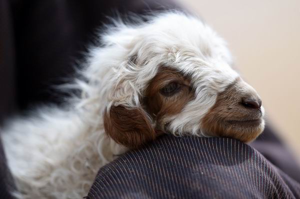 春眠不觉晓，只想去旅游？赶紧来一场环球春游吧！