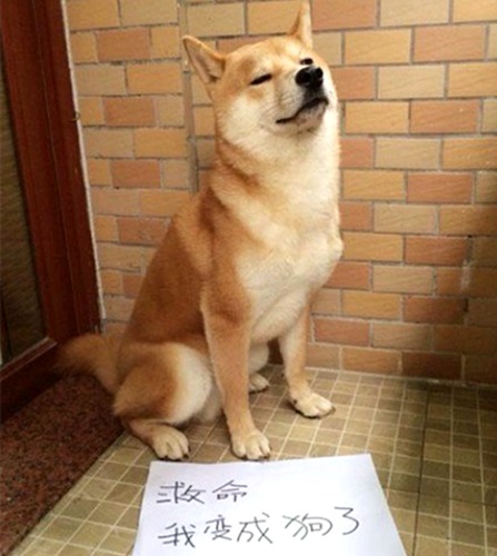 澎湃联播|一生说过很多谎，但这一次我是认真的……