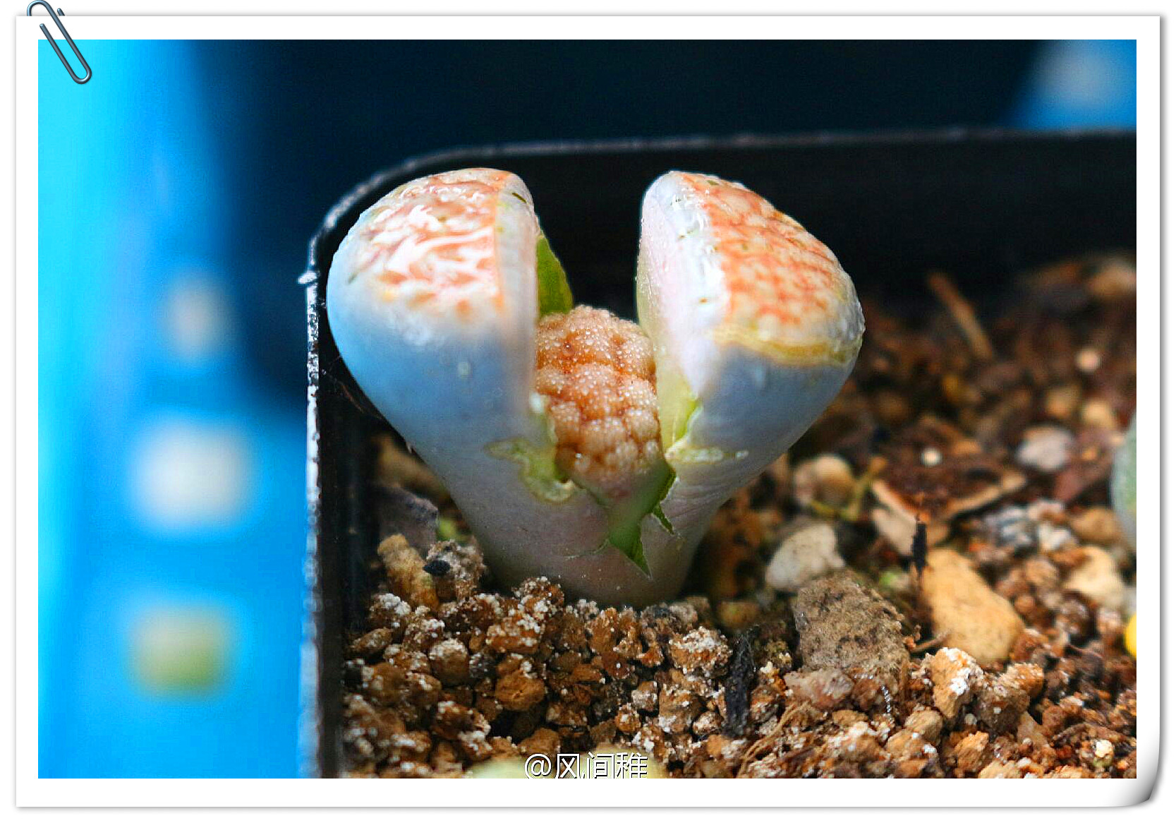 9c591d8djw1f2afixdq5xj218g0tmn1b (1).jpg