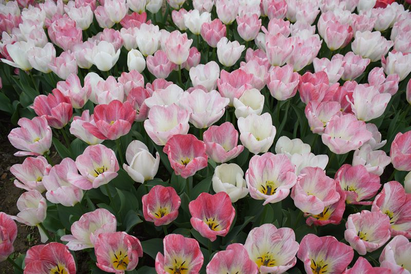 照片 223_副本.jpg