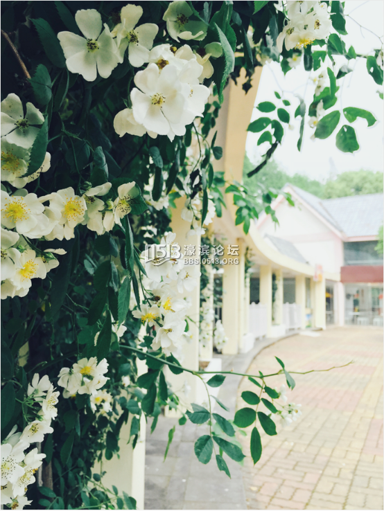 全苏州都在做花 只有我们叫花花世界421.png