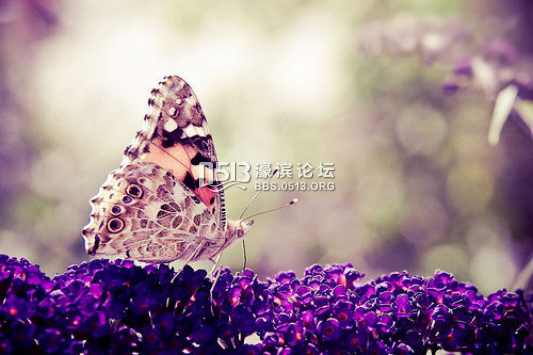 全苏州都在做花 只有我们叫花花世界514.png