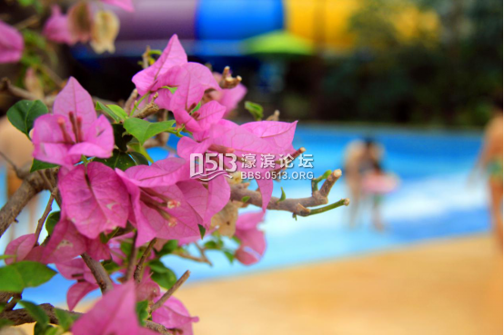 全苏州都在做花 只有我们叫花花世界1033.png