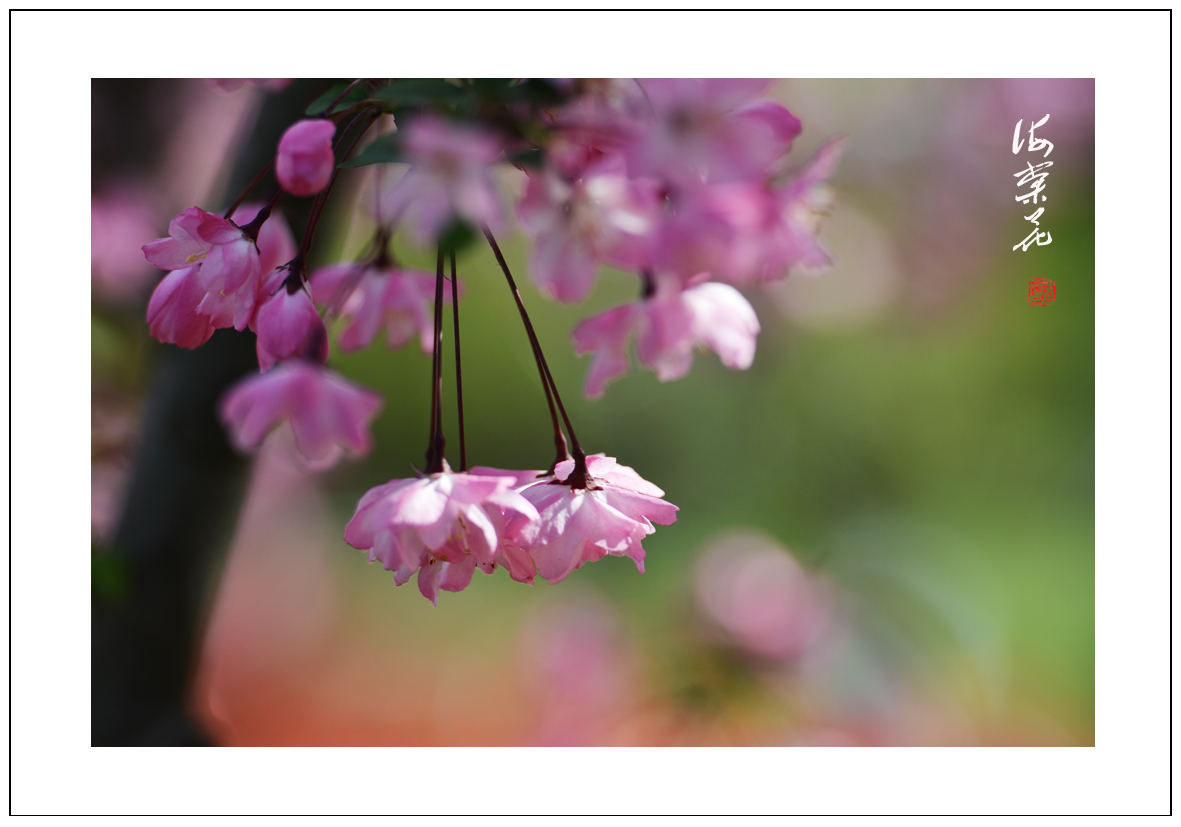 海棠2.jpg