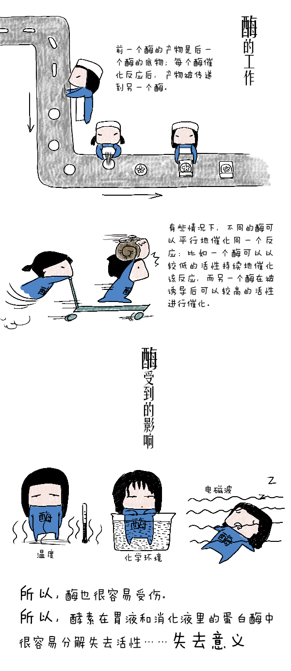 好喵漫画 | 酵素其实酶什么