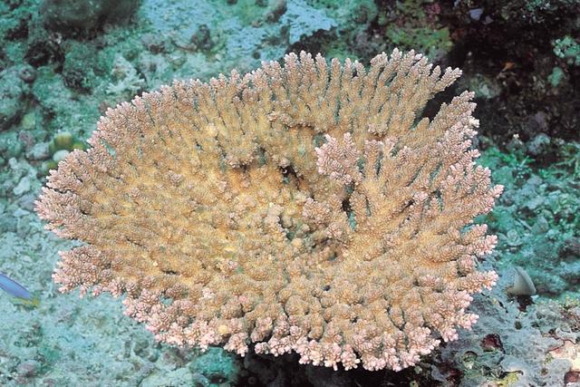 拯救珊瑚新思路：让演化跑赢气候变暖