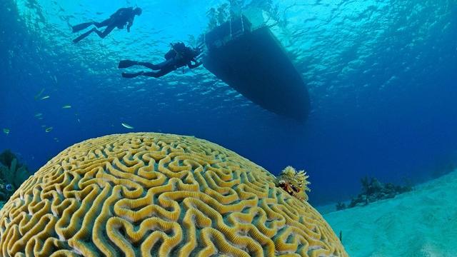 拯救珊瑚新思路：让演化跑赢气候变暖