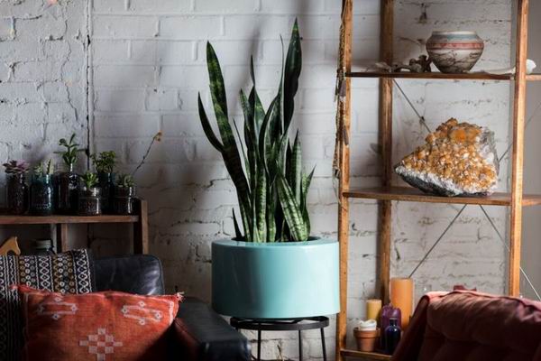 一株好植物，首先要有被忽视也茁壮的生命力