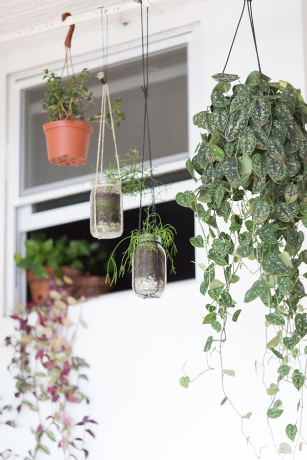 一株好植物，首先要有被忽视也茁壮的生命力