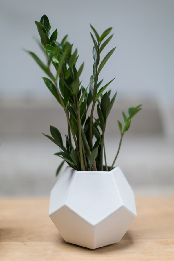 一株好植物，首先要有被忽视也茁壮的生命力