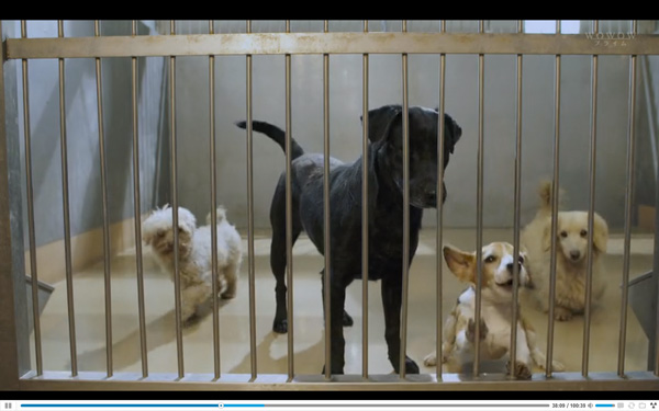 日本每年有10余万只猫狗被扑杀，为什么？怎么做？