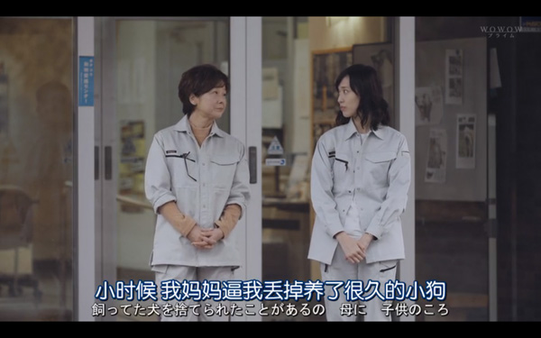 日本每年有10余万只猫狗被扑杀，为什么？怎么做？