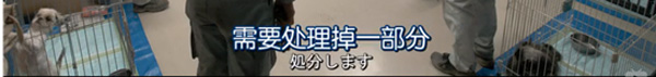 日本每年有10余万只猫狗被扑杀，为什么？怎么做？