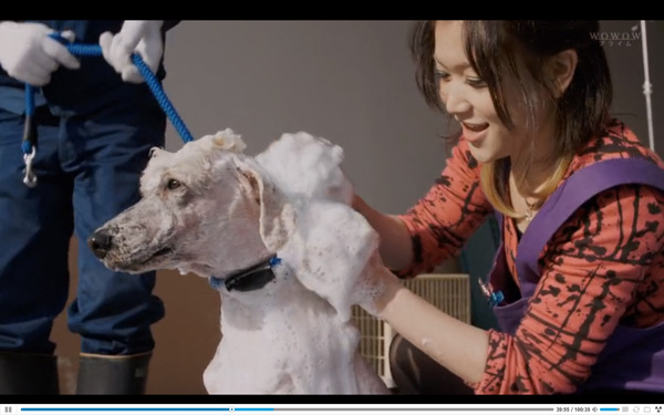 日本每年有10余万只猫狗被扑杀，为什么？怎么做？