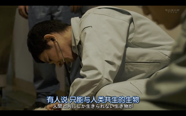 日本每年有10余万只猫狗被扑杀，为什么？怎么做？