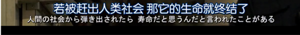 日本每年有10余万只猫狗被扑杀，为什么？怎么做？