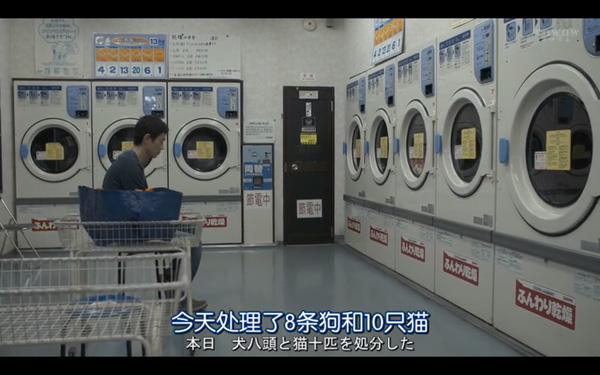 日本每年有10余万只猫狗被扑杀，为什么？怎么做？