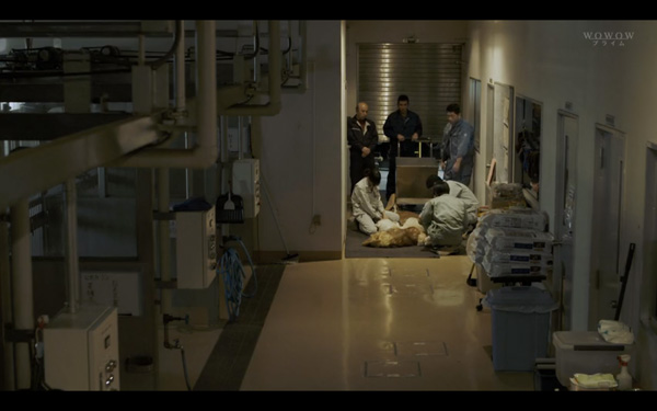 日本每年有10余万只猫狗被扑杀，为什么？怎么做？