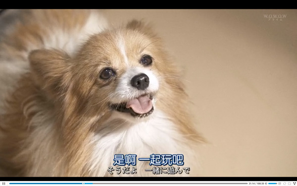 日本每年有10余万只猫狗被扑杀，为什么？怎么做？