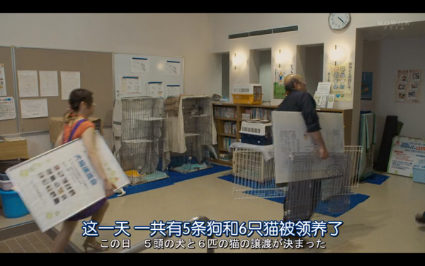 日本每年有10余万只猫狗被扑杀，为什么？怎么做？
