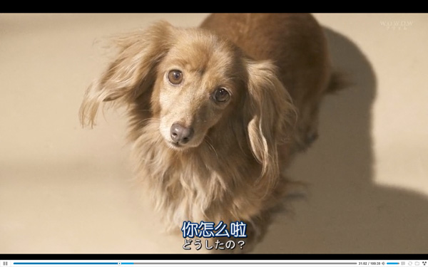 日本每年有10余万只猫狗被扑杀，为什么？怎么做？