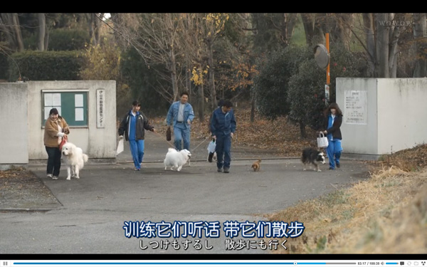 日本每年有10余万只猫狗被扑杀，为什么？怎么做？