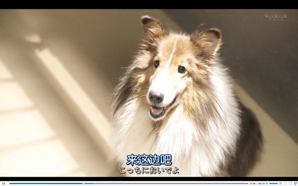 日本每年有10余万只猫狗被扑杀，为什么？怎么做？