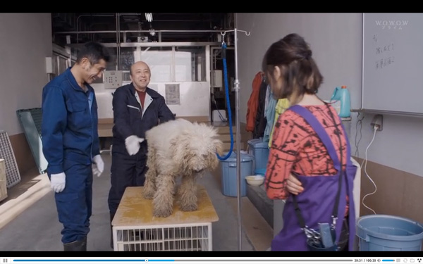 日本每年有10余万只猫狗被扑杀，为什么？怎么做？