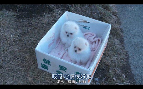 日本每年有10余万只猫狗被扑杀，为什么？怎么做？