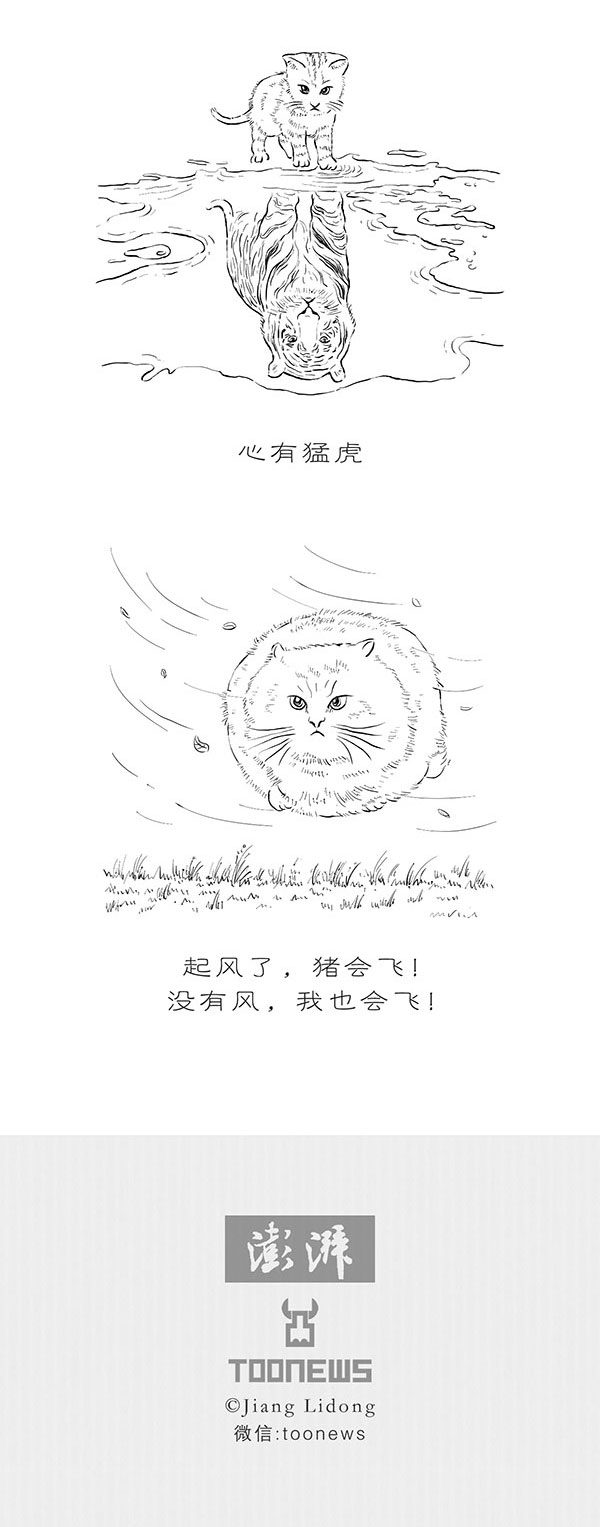 TooNews | 猫的哲学：心有“鱼”而力不足