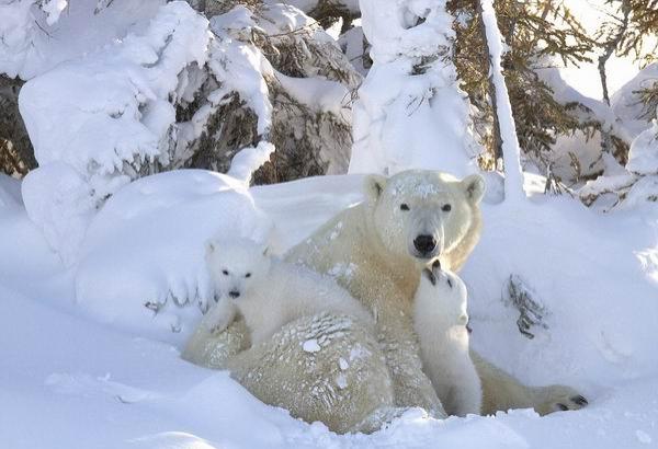 -55℃花费250个小时，摄影师拍摄北极熊母子的日常