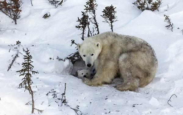 -55℃花费250个小时，摄影师拍摄北极熊母子的日常