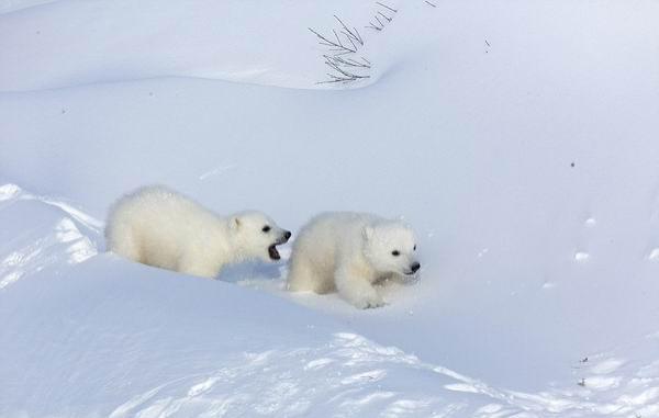 -55℃花费250个小时，摄影师拍摄北极熊母子的日常
