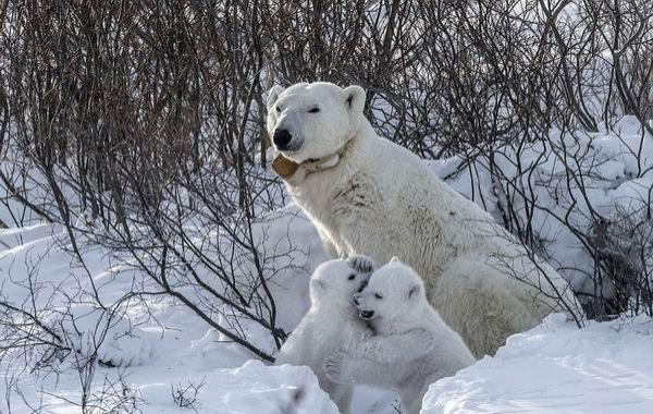 -55℃花费250个小时，摄影师拍摄北极熊母子的日常