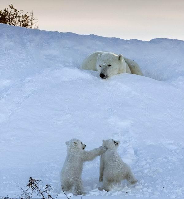 -55℃花费250个小时，摄影师拍摄北极熊母子的日常