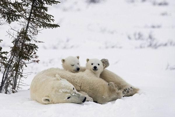-55℃花费250个小时，摄影师拍摄北极熊母子的日常