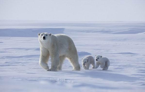 -55℃花费250个小时，摄影师拍摄北极熊母子的日常
