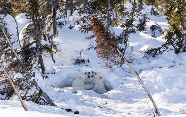 -55℃花费250个小时，摄影师拍摄北极熊母子的日常