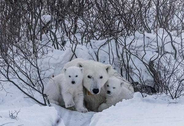 -55℃花费250个小时，摄影师拍摄北极熊母子的日常