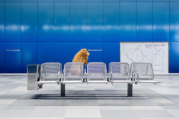 趣看|从流浪狗，到狮子辛巴