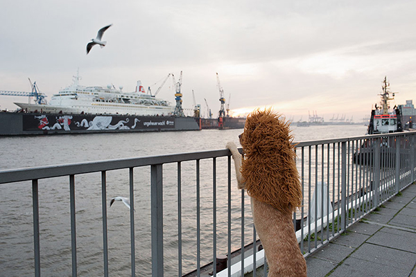 趣看|从流浪狗，到狮子辛巴