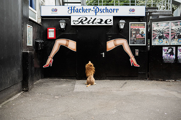 趣看|从流浪狗，到狮子辛巴