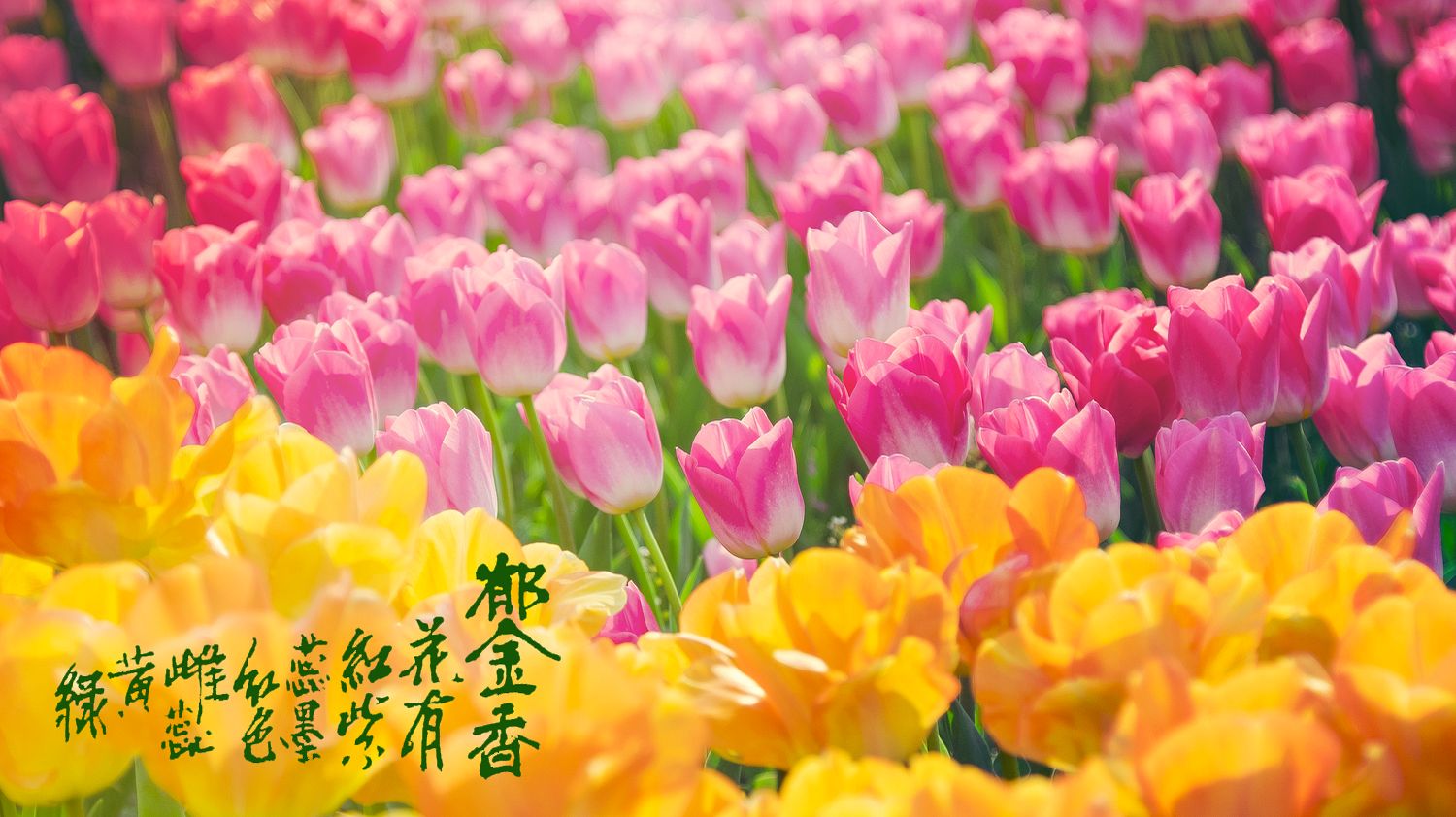 SRGB6305 拷贝_结果_结果.jpg