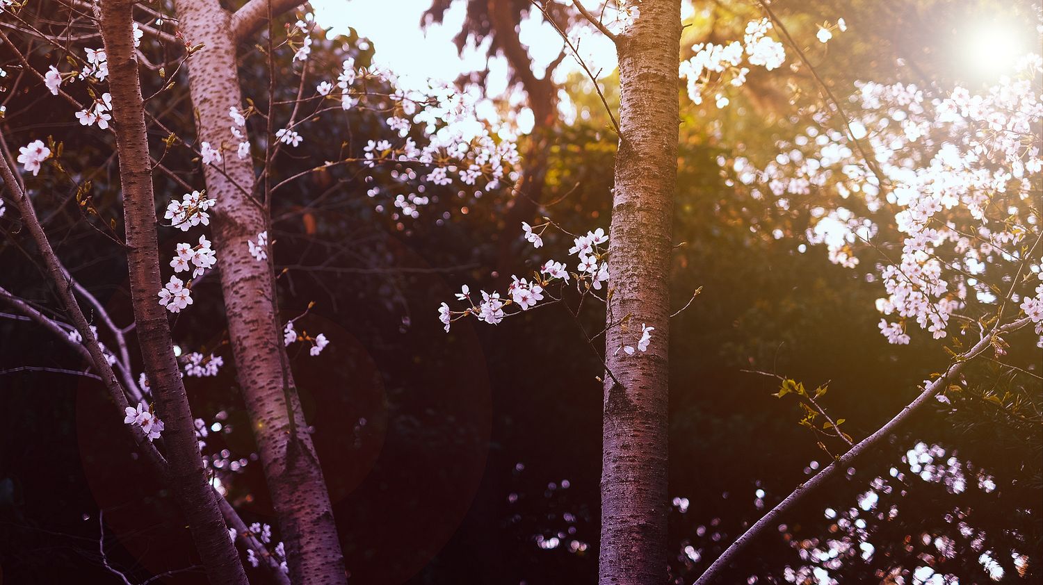 SRGB6233 拷贝_结果_结果.jpg