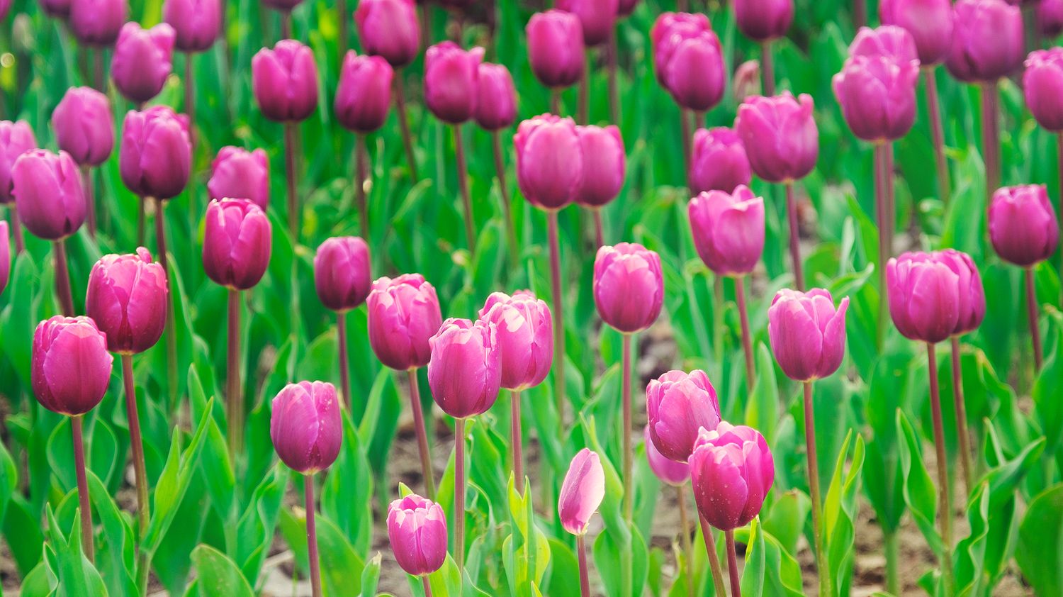 SRGB6272 拷贝_结果_结果.jpg