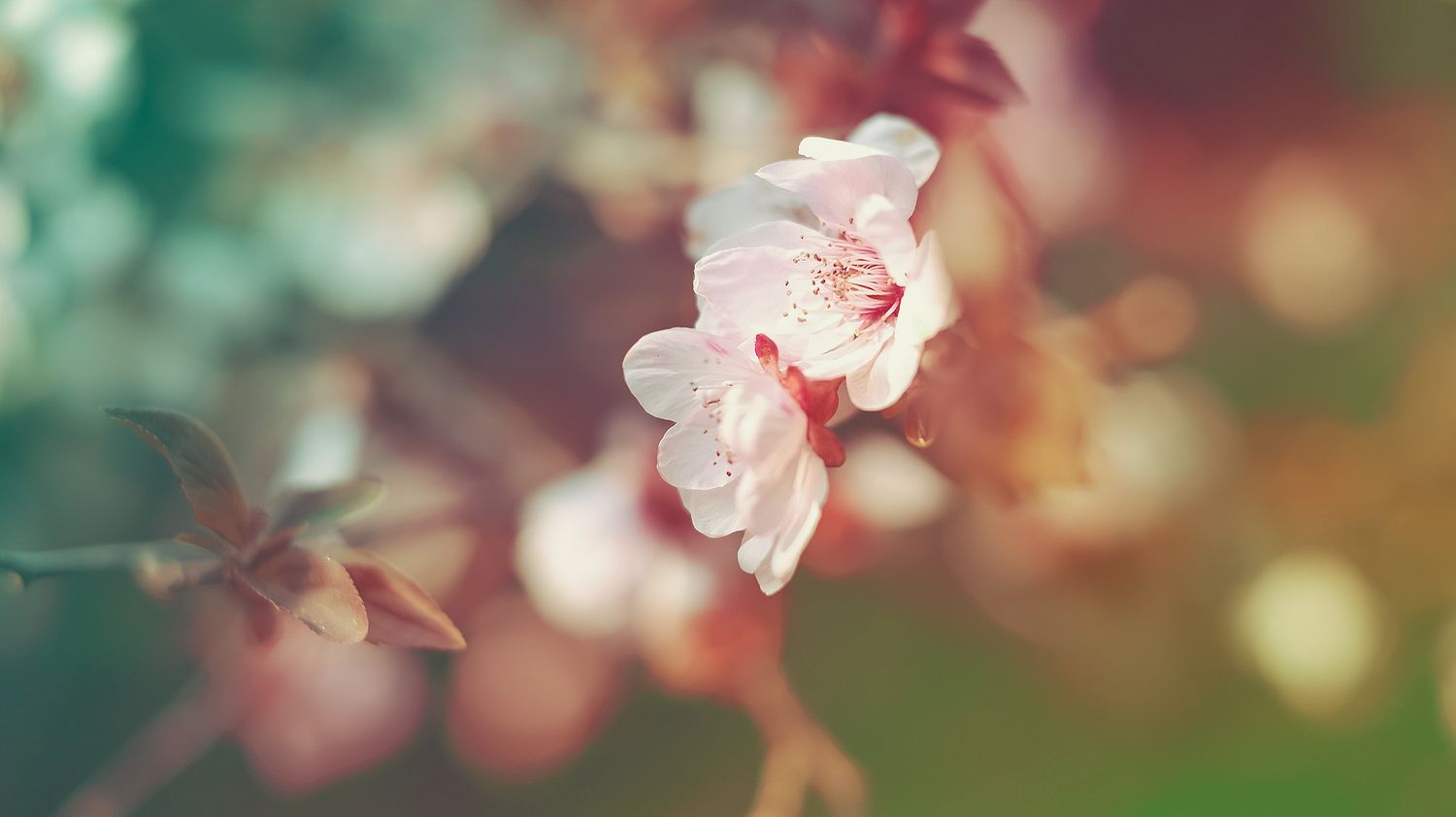 SRGB6242 拷贝_结果_结果.jpg